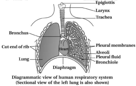 Solution diagram