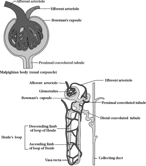 Solution diagram