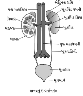 Solution diagram