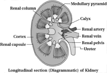 Question diagram