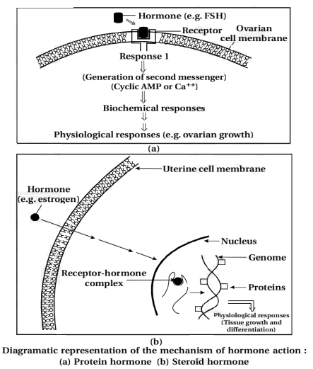 Solution diagram