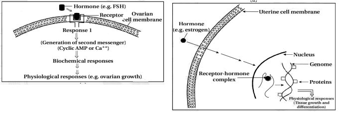 Solution diagram