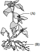 Question diagram