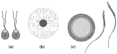 Solution diagram