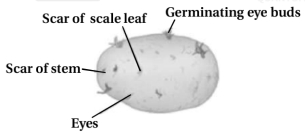 Solution diagram