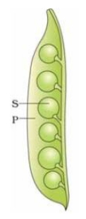 Solution diagram