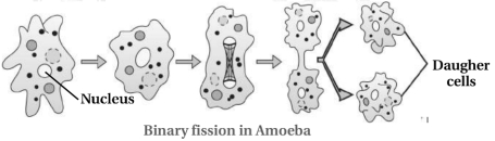 Solution diagram