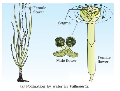 Solution diagram