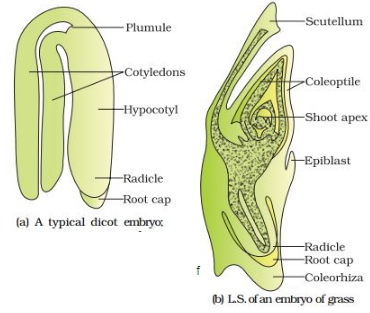Solution diagram