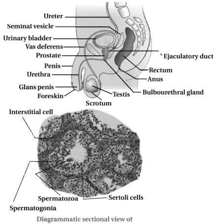 Solution diagram