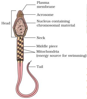 Solution diagram
