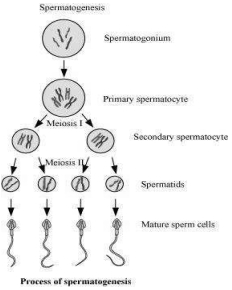 Solution diagram
