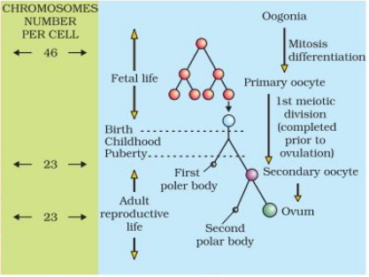 Solution diagram