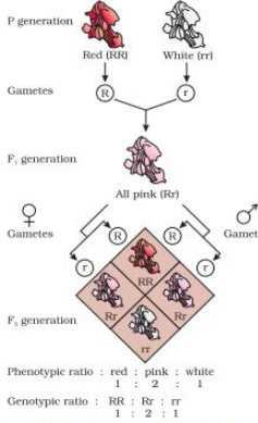 Solution diagram