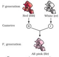 Solution diagram