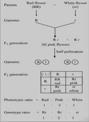 Solution diagram