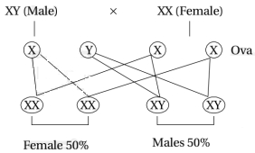 Solution diagram