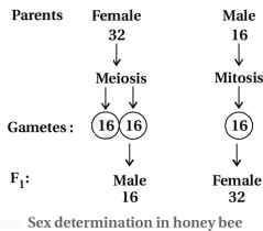 Solution diagram