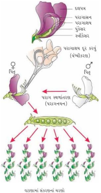 Solution diagram