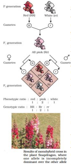 Solution diagram