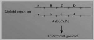 Solution diagram