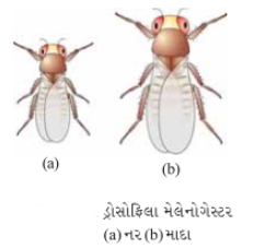 Solution diagram
