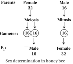 Solution diagram