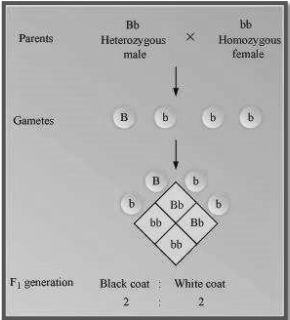 Solution diagram