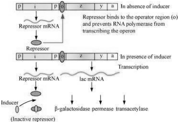 Solution diagram