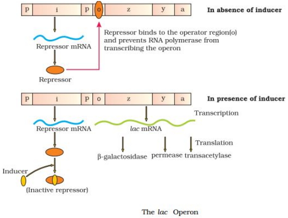 Solution diagram
