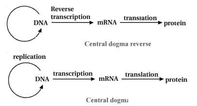 Solution diagram