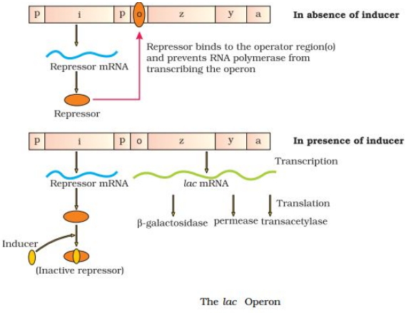 Solution diagram