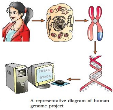 Solution diagram