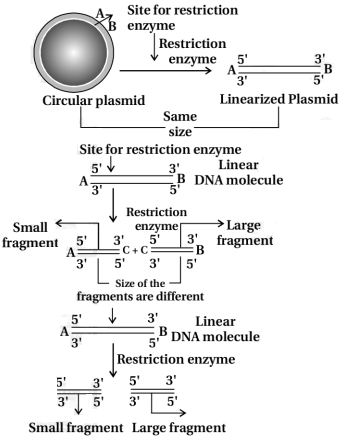 Solution diagram