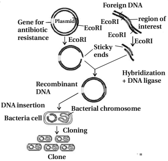 Solution diagram