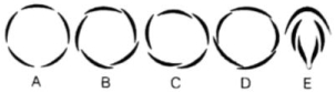 Question diagram