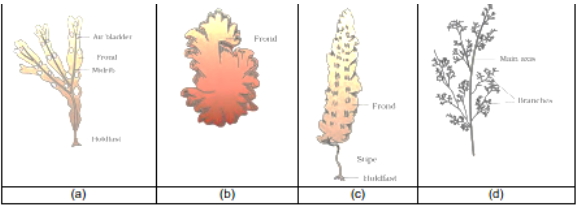 Question diagram