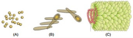 Question diagram