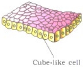 Question diagram
