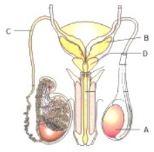 Question diagram