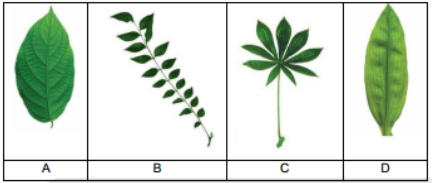 Question diagram