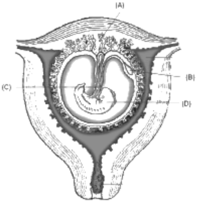Question diagram