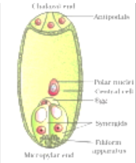 Option C